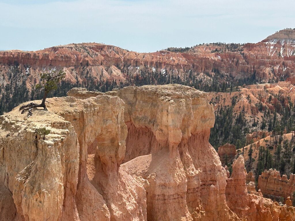 Deep dry canyons touched with snow and pine trees, pale brown and beige, with one lone tree on the nearest hoodoo.